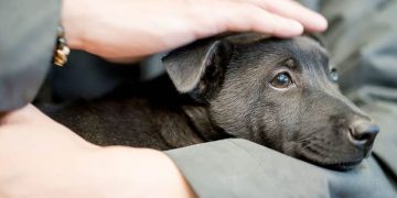 毛色悲歌 黑毛孩的領養困境