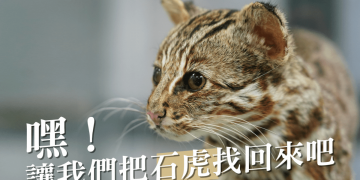 台灣石虎回家吧 台科大聯名俄羅斯插畫家為石虎巡守隊募資