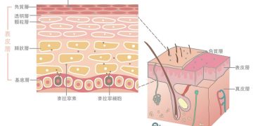 氧氣美女新指標！打造「無雲肌」的必修課