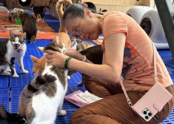 不靠捐款的中途之家：温文雅用半導體賺來的錢，養活了400隻浪貓